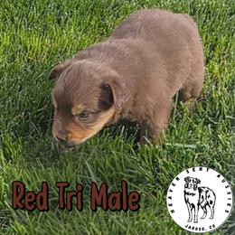 Brandon - Red tri male Miniature Australian Shepherd puppy in Jaroso, Colorado from Heaven Sent Aussies