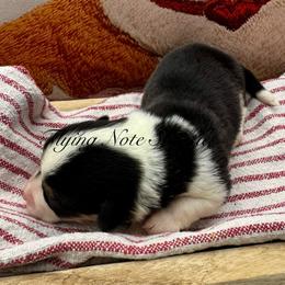 AKC Matilda - Black and tan female Pembroke Welsh Corgi puppy in Casper, Wyoming from Flying Note Shorties