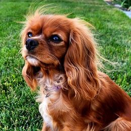 Cavalier King Charles Spaniels from Hawkes Homestead