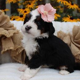 Lily - Tri-color female Bernedoodle puppy in Perrysville, Ohio from Pleasant Valley Bernedoodles