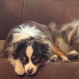 Miniature American Shepherds, Miniature Australian Shepherds, and Toy Australian Shepherds from Forbidden Aussies