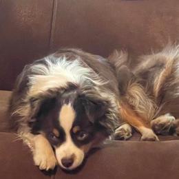 Miniature American Shepherds, Miniature Australian Shepherds, and Toy Australian Shepherds from Forbidden Aussies