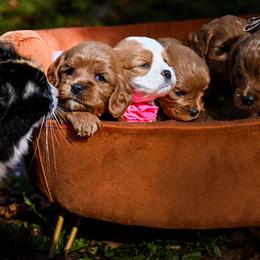 Cavapoo, Cockapoo, Labradoodle, and Poodle Puppies from Heavenly Puppies to Love