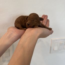 Ollie - Red  male Poodle puppy in Queen Creek, Arizona from Prestigious Toy Poodles