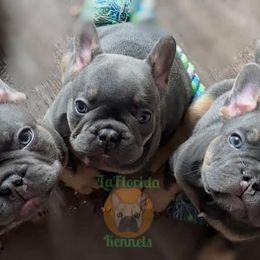 French Bulldog Puppies from LaFlorida Kennels