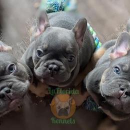 French Bulldog Puppies from LaFlorida Kennels