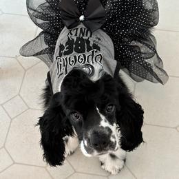 Cocker Spaniel Puppies from Anastasia Knight's Cocker Spaniels