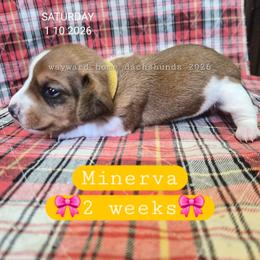 Minerva - Piebald female Dachshund puppy in Harrodsburg, Kentucky from Wayward Home Dachshunds