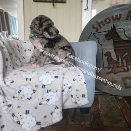 Green Collar - Merle male Great Dane puppy in Alton, Illinois from Show Me Great Danes and Basset Hounds