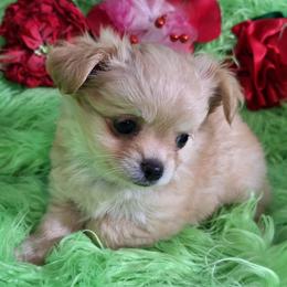 AKC Joshua - Fawn male Chihuahua puppy in Emory, Texas from Mel's Wags & Kisses