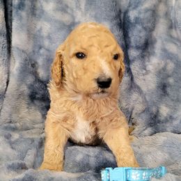 Lt. Blue boy - Cream male Goldendoodle puppy in Blountsville, Alabama from Southern Charm Goldendoodles