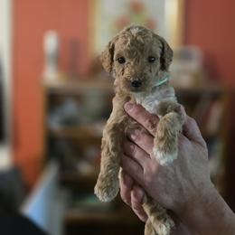 Tony Stark - Apricot male Goldendoodle puppy in Milton, Florida from Sutton Place Doodles