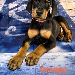 Orange Collar - Black and rust male Doberman Pinscher puppy in Louisville, Kentucky from Ruiz Dobermans
