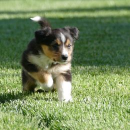 English Shepherd Puppies from Oerly's English Shepherds
