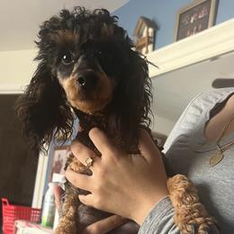 Fire - Poodle