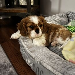 Cavalier King Charles Spaniel Puppies from Cassie’s Cavaliers
