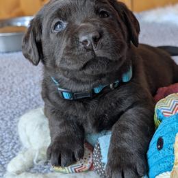 Anatolian Shepherd Dog and Labrador Retriever Puppies from Learning With Dogs
