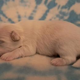 Stanley - White male Shih Tzu puppy in Silver Springs, Nevada from Meadowlyn's Dream Shih Tzu
