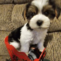 Halo (Boy 3) - Parti male Yorkshire Terrier puppy in Duncan, South Carolina from Sonshine Yorkies (Ask about Home for Christmas savings)
