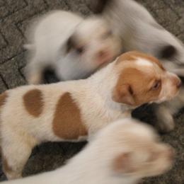 Daryl - Red speckled male Australian Cattle Dog puppy in Casa Grande, Arizona from Sonoran Dogz
