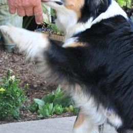 Miniature American Shepherds and Miniature Australian Shepherds from Locust Grove Mini Aussies and American shepherds