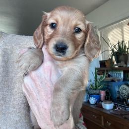 Clipper - Red female Dachshund puppy in Grand Junction, Colorado from Agape Dachshunds