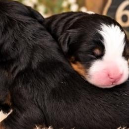 Bernedoodles, Bernese Mountain Dogs, Goldendoodles, and Shihpoos from Route 66 Poodles & Doodles, Sapphire Shih-tzu's of Ohio