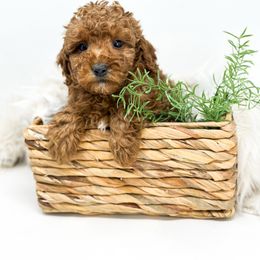 Calvin - Red  male Goldendoodle puppy in Davison, Michigan from Dreaming Doodles