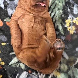 Goldendoodle Puppies from BB Doodles