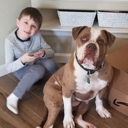 Alapaha Blue Bulldog Puppies from Eclipse Alapaha Kennels