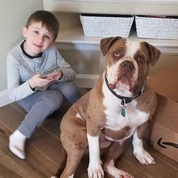 Alapaha Blue Bulldog Puppies from Eclipse Alapaha Kennels