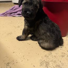 Male 3 - Pepper and salt male Giant Schnauzer puppy in Pearland, Texas from K & S Schnauzers