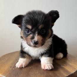 Waylon - Black and tan male American Corgi puppy in Red Bluff, California from Circle T Livestock & K9 Co.