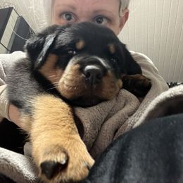 Rottweiler Puppies from CG Rottweilers