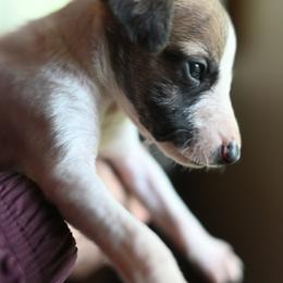 Orion - White and red brindle male Whippet puppy in Gentry, Arkansas from Mardel Robeson of Mulberry Hollow Whippets