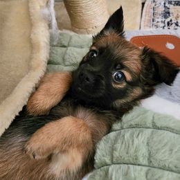 Barkley - Tri-colored male Pomeranian puppy in Pass Christian, Mississippi from Cristina Cammarota