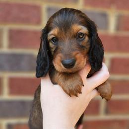 Chewie- AKC- Gorgeous Shaded Red (Mahogany) - Red male Dachshund puppy in Loganville, Georgia from Royal Dackel Haus