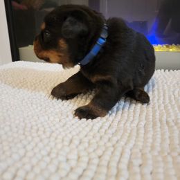 Maui - Black and tan Rottweiler puppy in Miami, Florida from X Marmol House