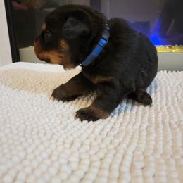 Maui - Black and tan Rottweiler puppy in Miami, Florida from X Marmol House