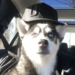 Pomsky Puppies from Pine Haven Puppies