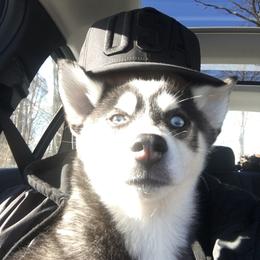 Pomsky Puppies from Pine Haven Puppies