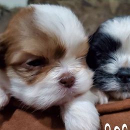 Shih Tzus from Creole Shih Tzu Lafayette
