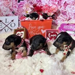 Bull Terrier and Poodle Puppies from The Dynasty