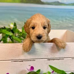 Urchin (brown) - Red  male Goldendoodle puppy in Haltom City, Texas from Ohana Doodles