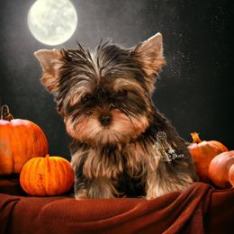 Yorkshire Terrier Puppies from Essence of Grace Yorkies