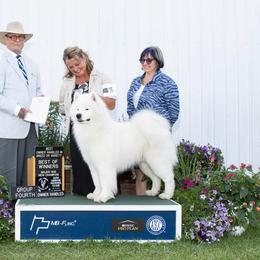 Samoyed Puppies from Velvet Sky Samoyeds (Puppies Due 3/26/22) Accepting applications now