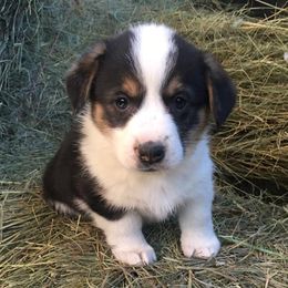 American Corgis and Pembroke Welsh Corgis from TZ's Corgis