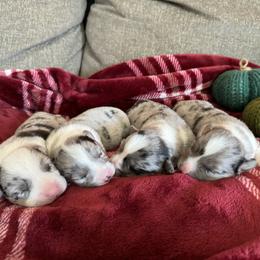 Cardigan Welsh Corgi, Dachshund, and Shetland Sheepdog Puppies from Rosewick Kennels