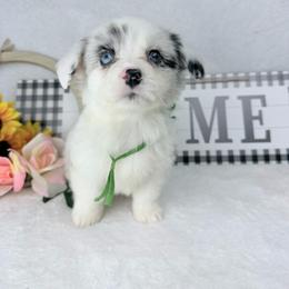Tinkerbelle - Blue merle and white female Cardigan Welsh Corgi puppy in San Diego ,Ca, California from SoCal Native Corgis