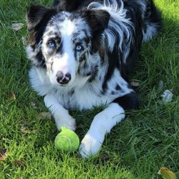 Australian Shepherd Puppies from TK Australian Shepherds